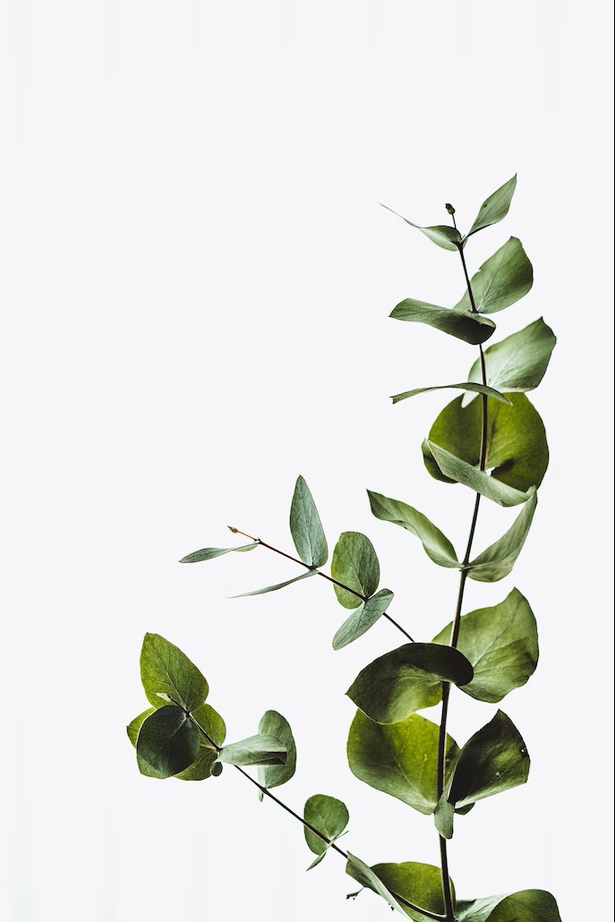 Annie Spratt (2018) minimal eucalyptus leave. Available at: https://unsplash.com/photos/hX_hf2lPpUU . (Accessed 19 December 2022)