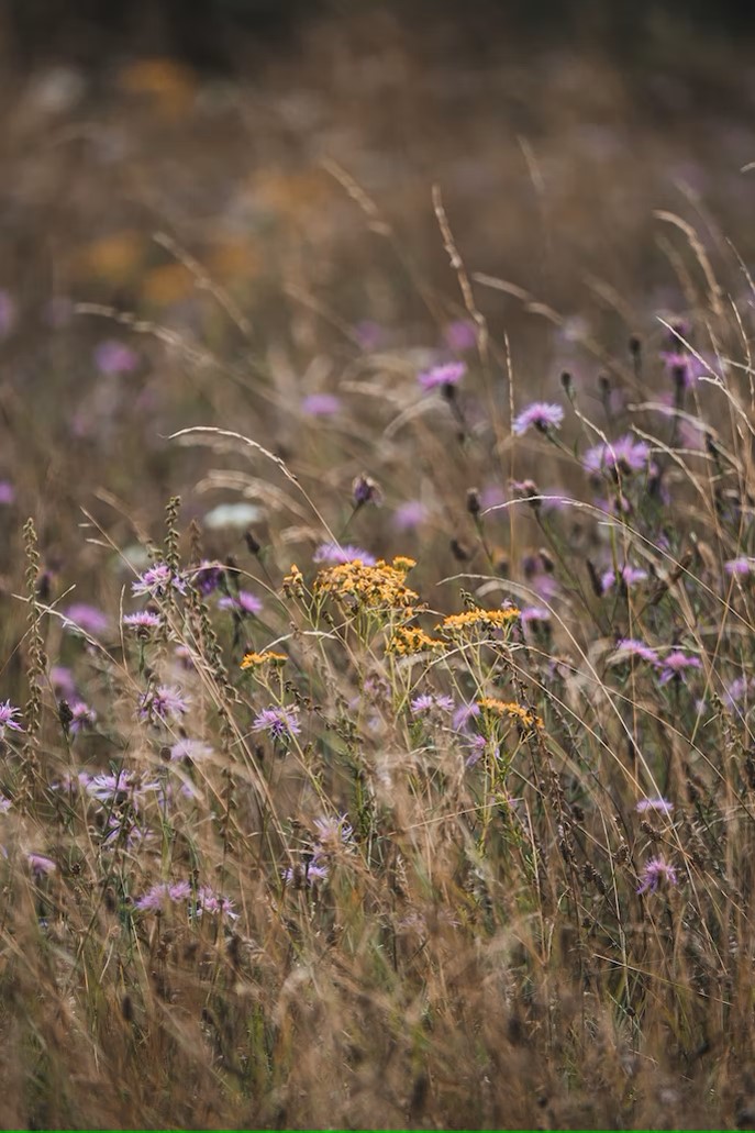 Alfred Kenneally (2020) yellow flowers on green grass field during daytime photo. Available at: https://unsplash.com/photos/l1rz9qKzzn8. (Accessed 19 December 2022)